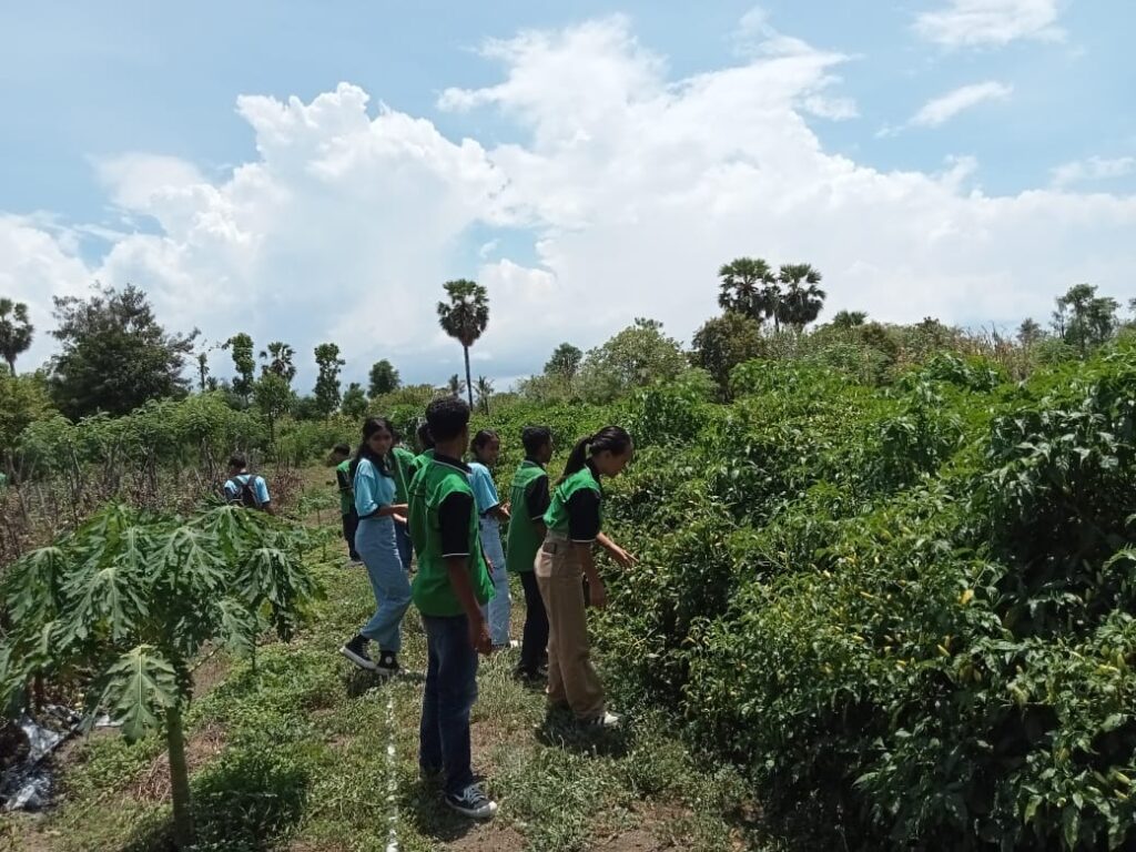 OVOP SMKN 1 Adonara: Tepung Mocaf, Inovasi dari Hasil Tani Sekolah
